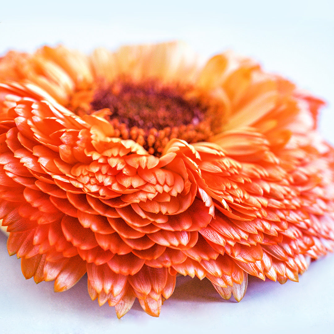 A profile view of a Pink Surprise Calendula flower.
