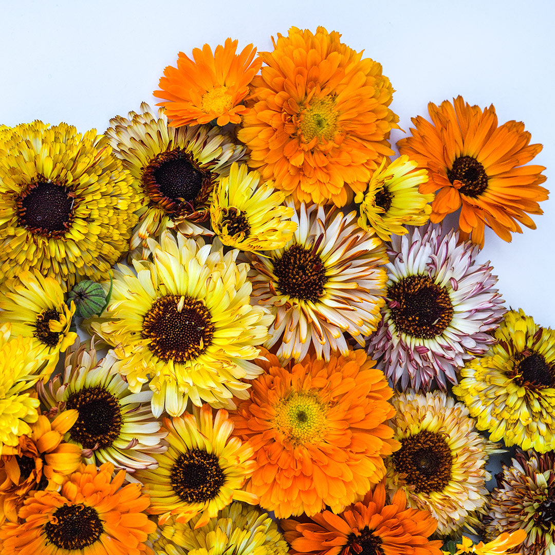 Playtime Mix Calendula Flowers arranged on a white background.