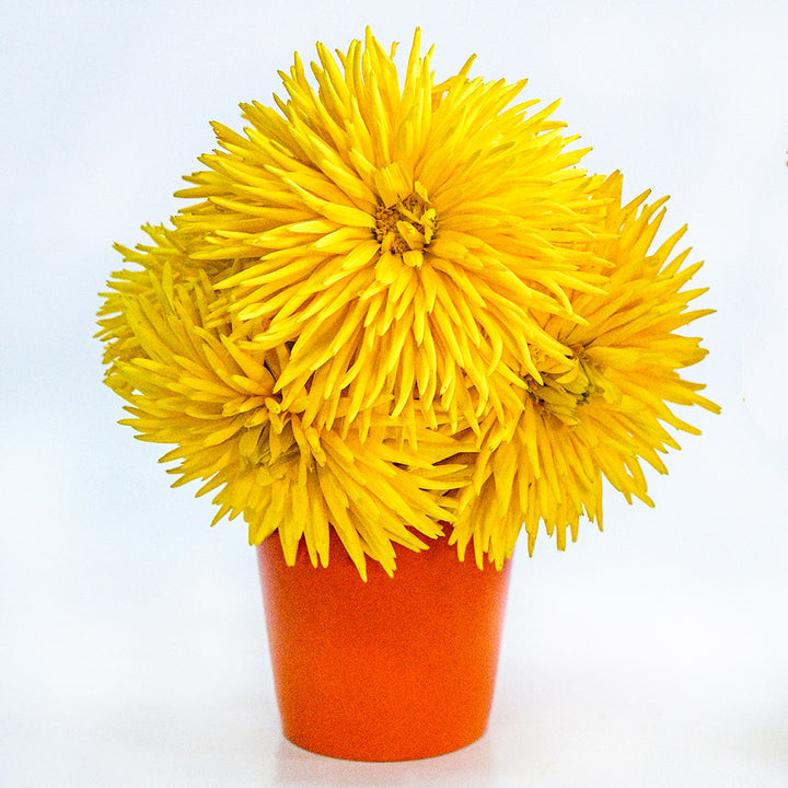 Yellow Porcupine Calendula flower arrangement in an orange vase on a white background.