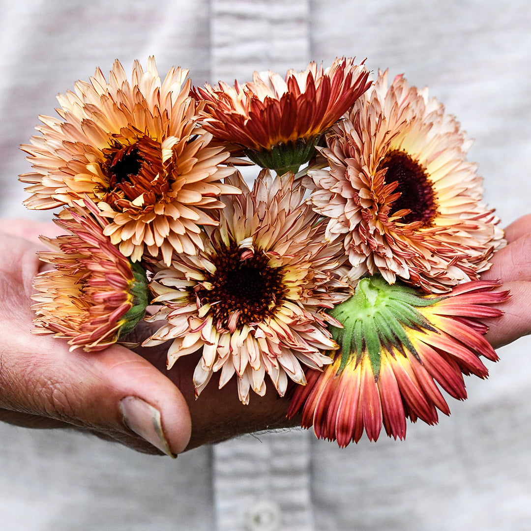 A gardener holding a handful of Strawberry Blonde Calendula against his pale pink shirt.