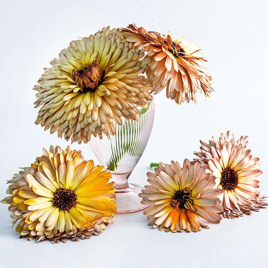 Strawberry Blonde Calendula flowers in a pale pink soda glass on a white background.