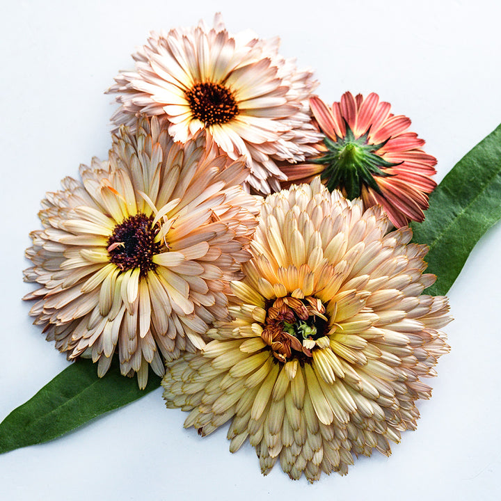 A close-up of four Strawberry Blonde Calendula flowers with a couple of leaves on a white background.