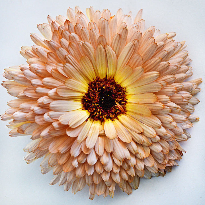 A close-up view of a single Strawberry Blonde Calendula flower on a white background.