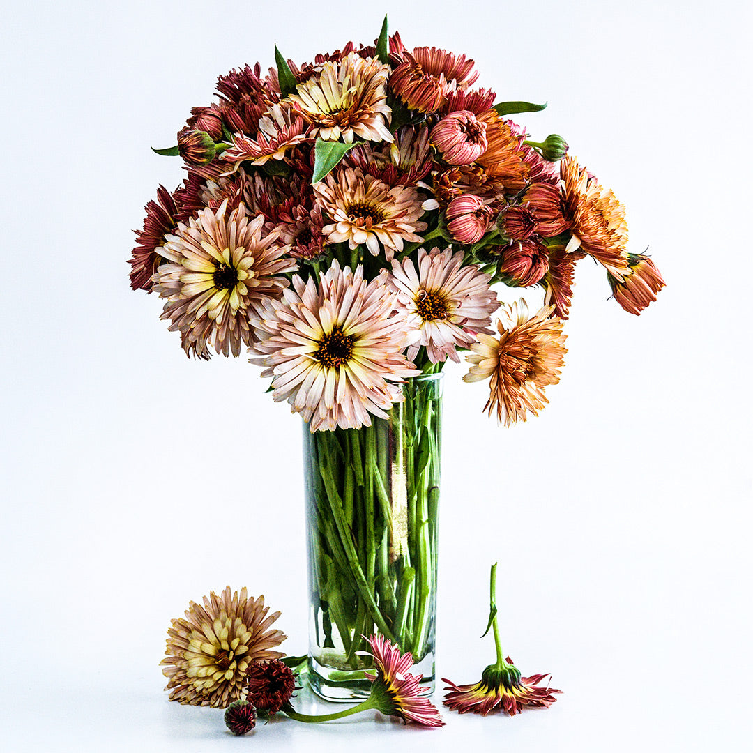 A tall vase of Strawberry Blonde Calendula flowers showcasing the long stems against a white background.