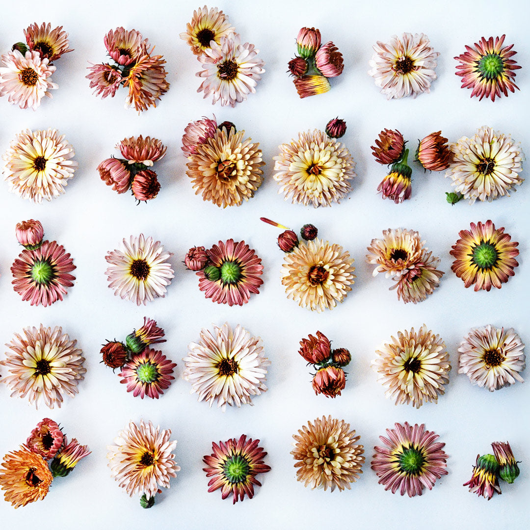 An overhead view of Strawberry Blonde Calendulas in varied stages of maturity arranged in a square.