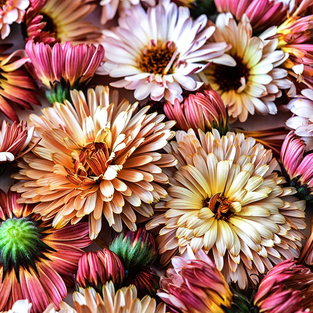A close-up macro view of several Strawberry Blonde Calendula blooms in a variety of maturity stages.