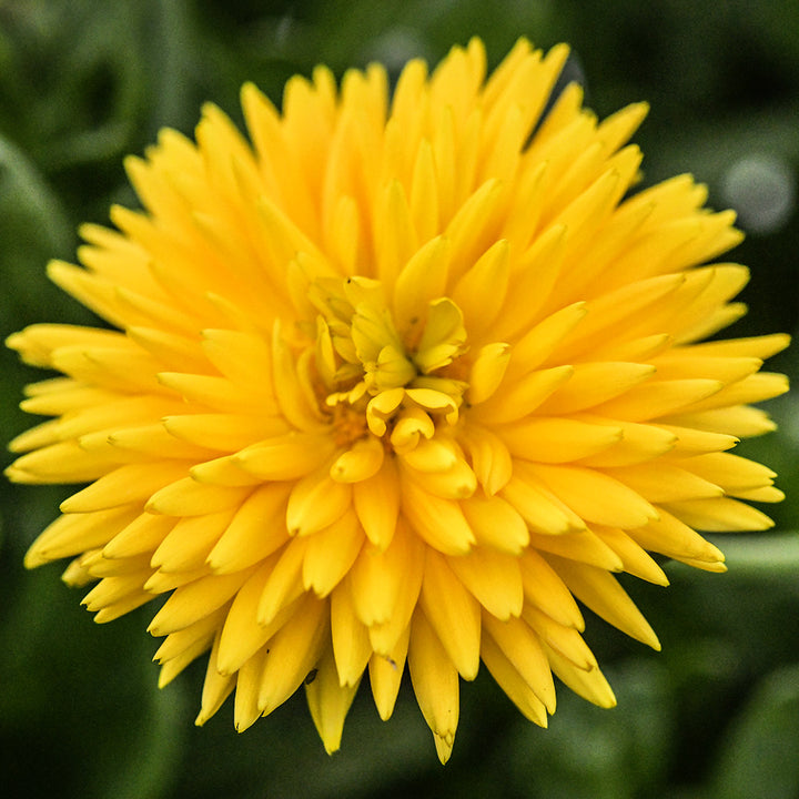 Yellow Porcupine Calendula flower growing in the gardens at Baker Creek.
