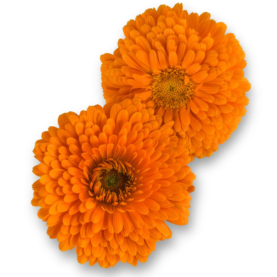Pair of Ball's Improved Orange Calendula flowers on a white background.