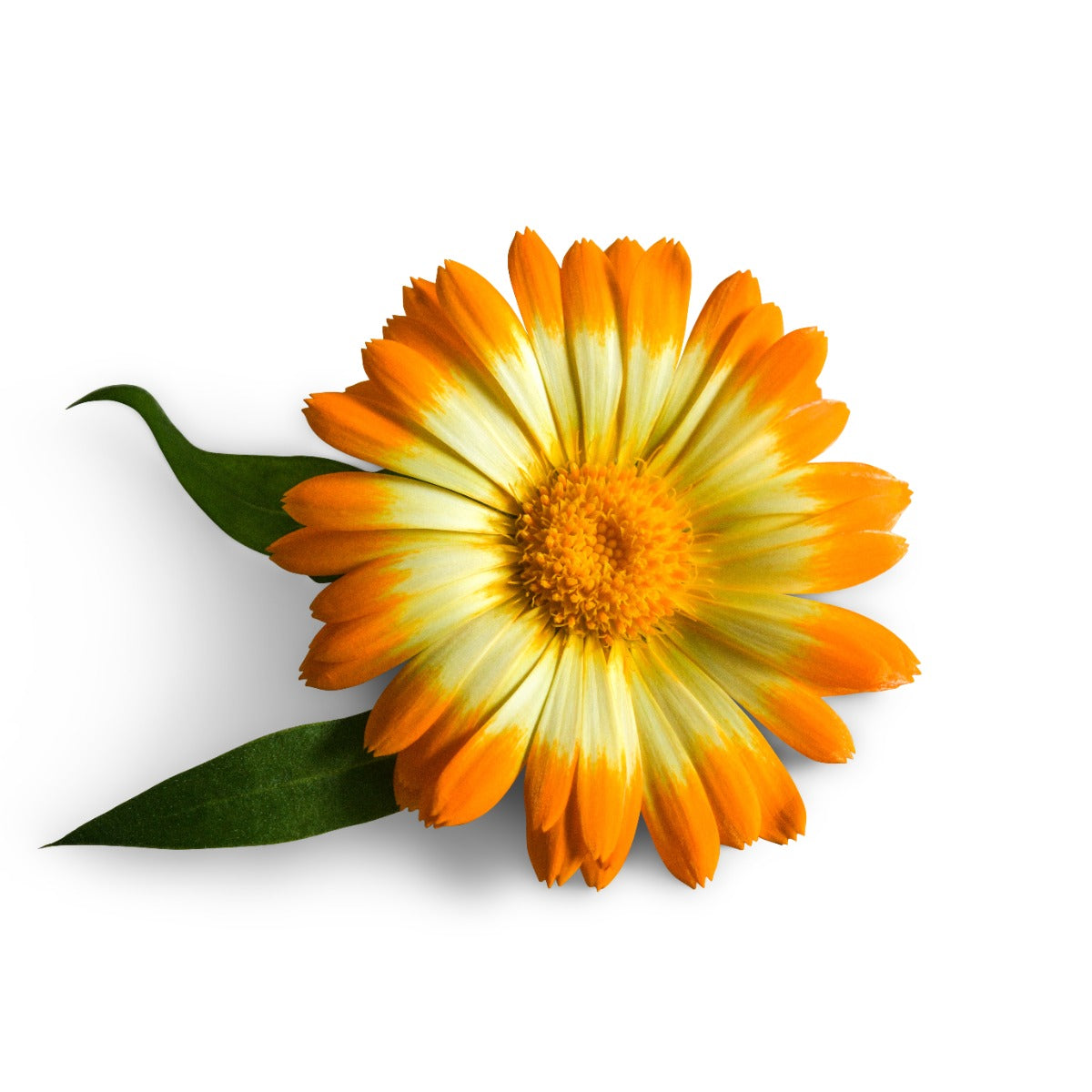 Single Oopsy Daisy calendula on a white background.