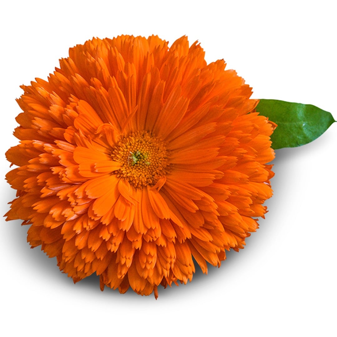 Single Orange King Calendula flower on a white background.