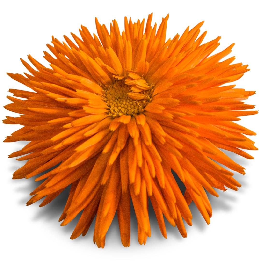 Single Orange Porcupine Calendula flower on a white background.