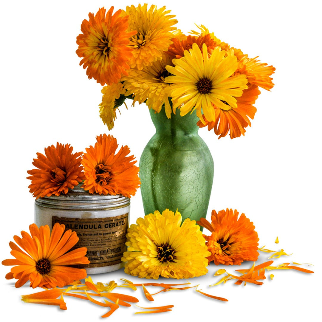 Bouquet of Pacific Beauty Mix Calendula flowers in a green vase on a white background.