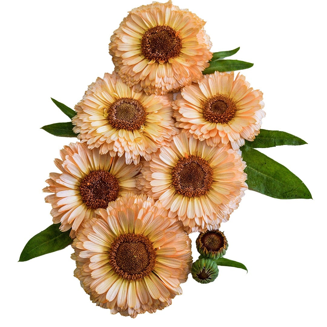 Cluster of Pink Surprise Calendula flowers on a white background.