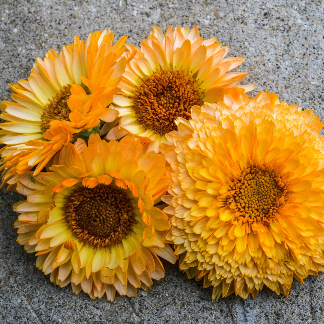 Pink Surprise Calendula blooms laying on marble countertop.