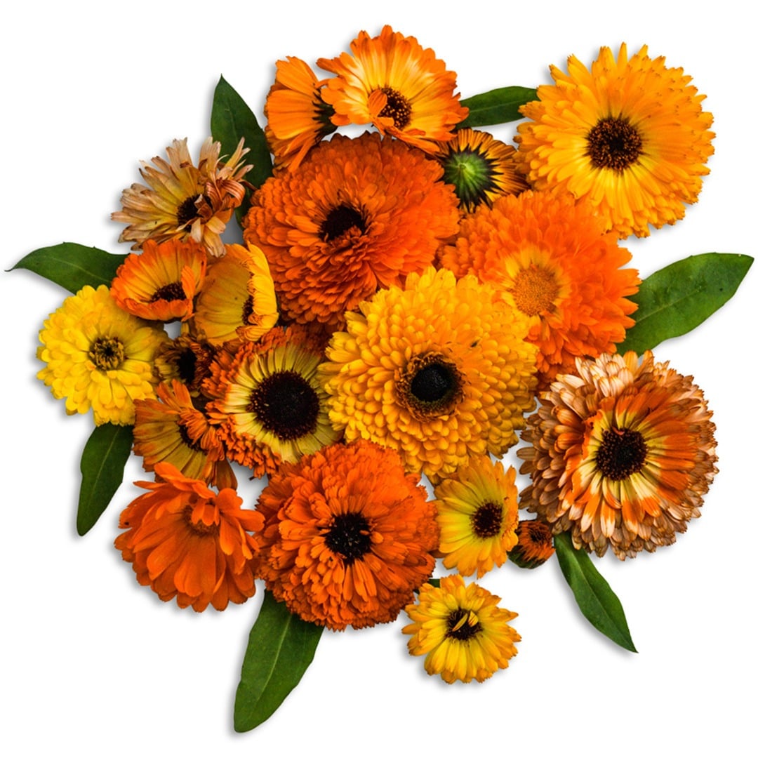 Calendula Seeds, Playtime Mix
