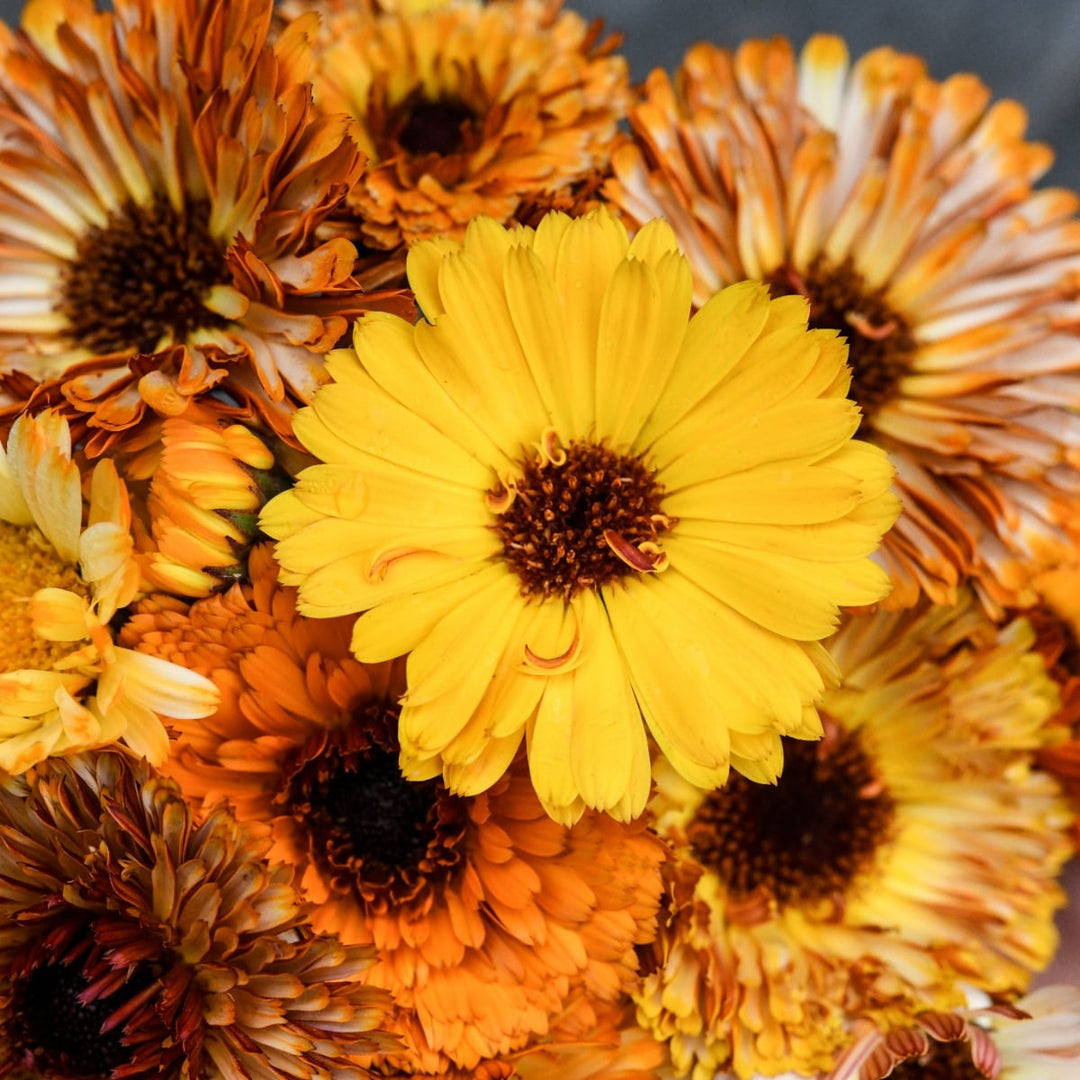 Playtime Calendula Mix bouquet showcasing yellow bloom.