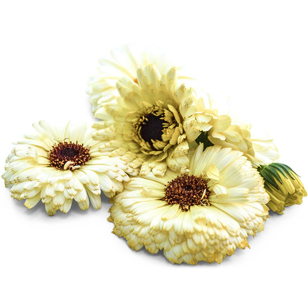 Snow Princess Calendula flowers on a white background.
