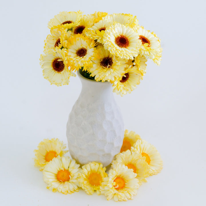 Snow Princess Calendula bouquet in white vase with white background and bloom ring around bottom of vase.