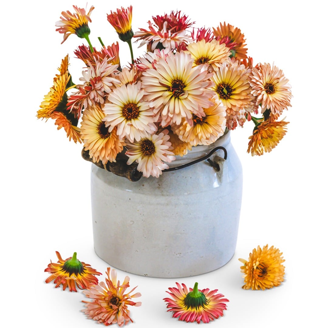 A bouquet of Strawberry Blond Calendula flowers in a ceramic vase with handle on a white background.