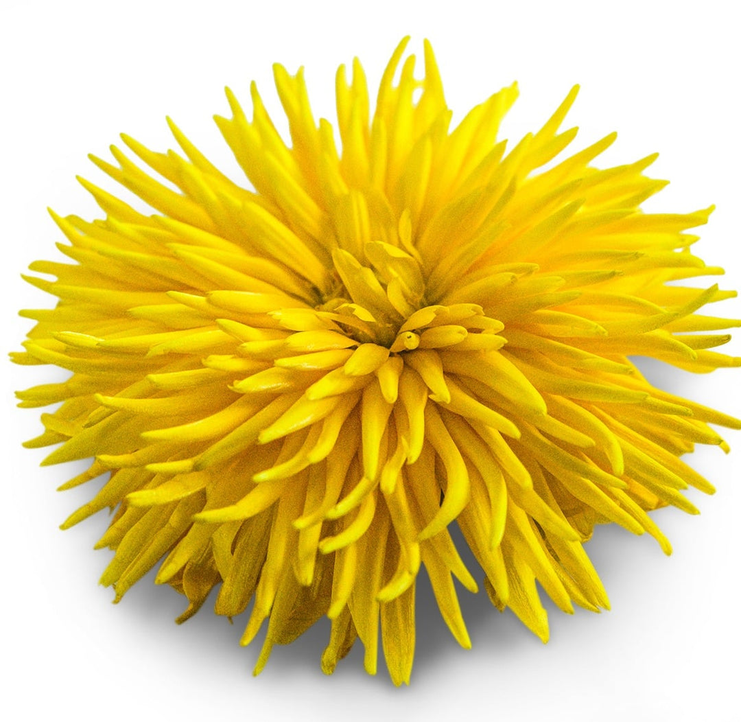 A single Calendula Yellow Porcupine flower on a white background.