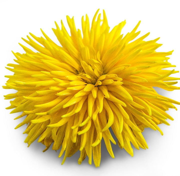 A single Calendula Yellow Porcupine flower on a white background.