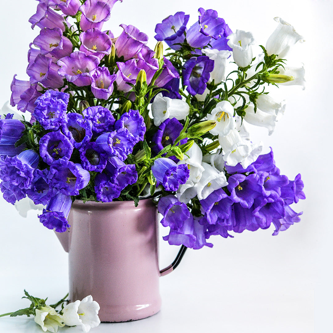 A floral arrangement of Deluxe Rainbow Mix Canterbury Bells in a pink pitcher.