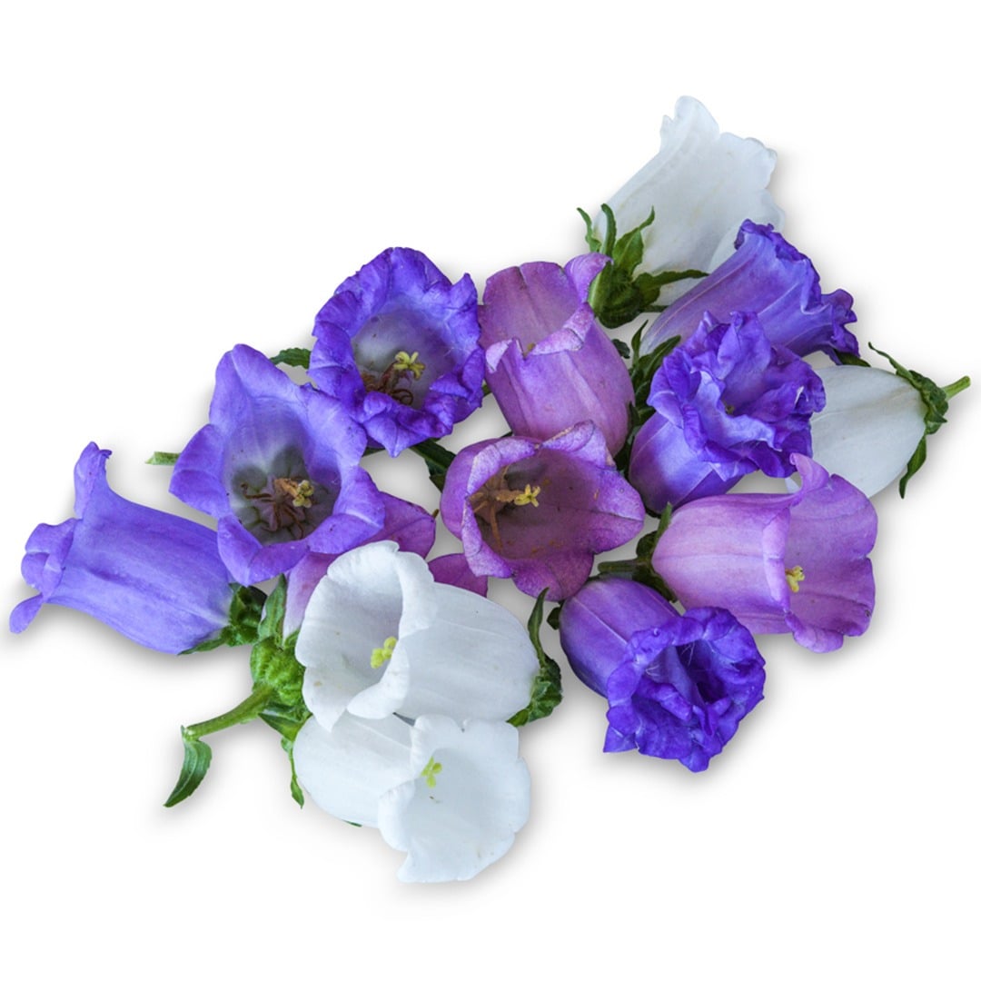 Deluxe Rainbow Mix Canterbury Bells on a white background.