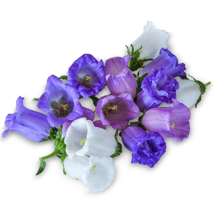Deluxe Rainbow Mix Canterbury Bells on a white background.