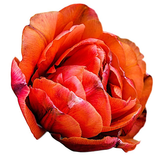 Tulip Bulbs, Caracas (10 bulbs)