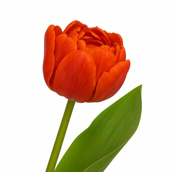 Single orange Caracas on white background