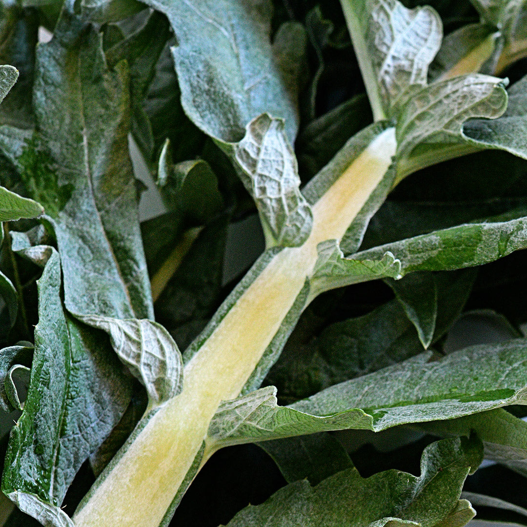 Close-up of a Gobbo Di Nizzia Cardoon leaf.