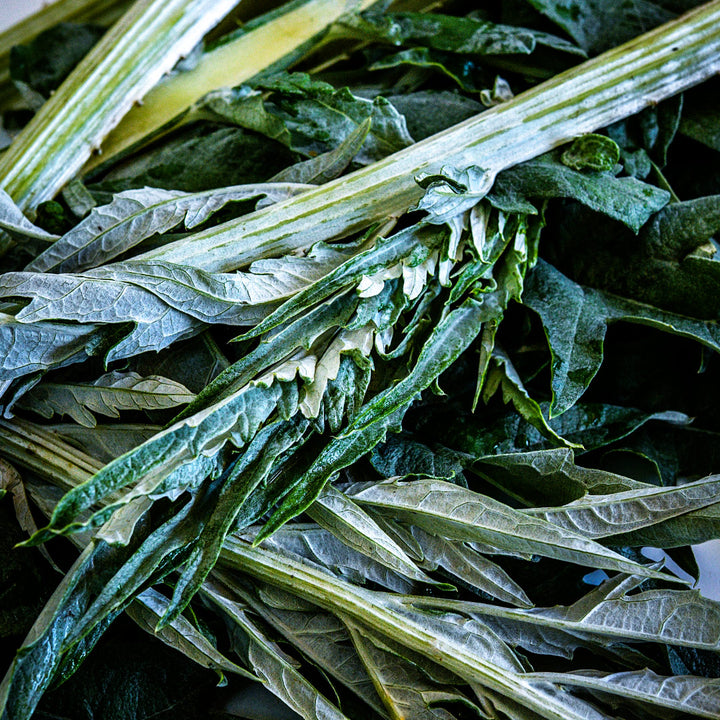 A close-up macro view of freshly harvested Gobbo Di Nizzia Cardoon stems and leaves.