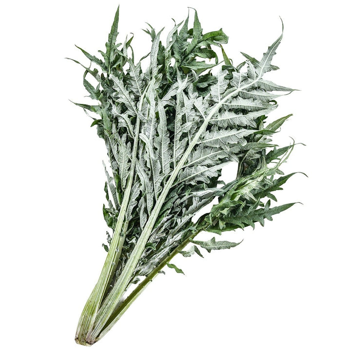 Cardoon Seeds, Gobbo Di Nizza