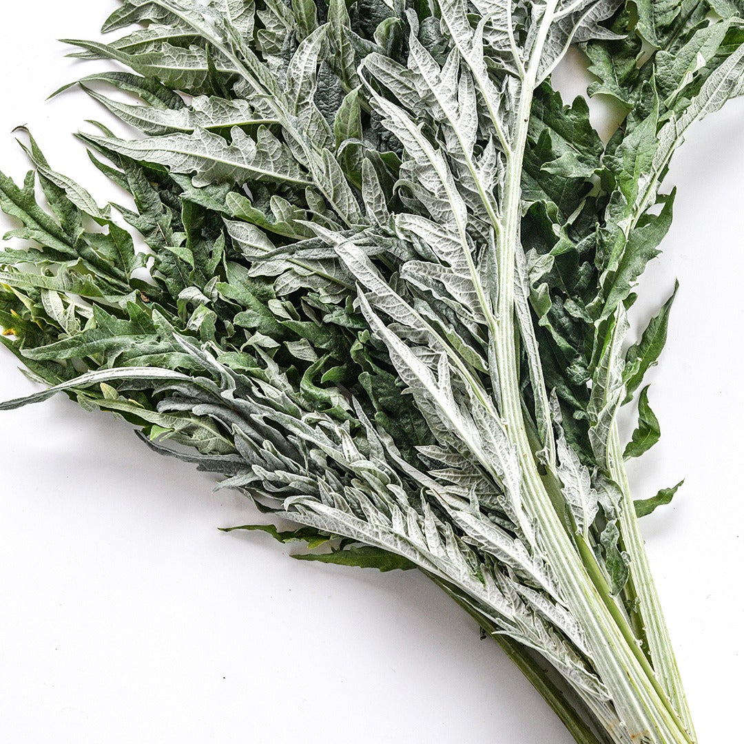 Gobbo Di Nizzia Cardoon on a white background.