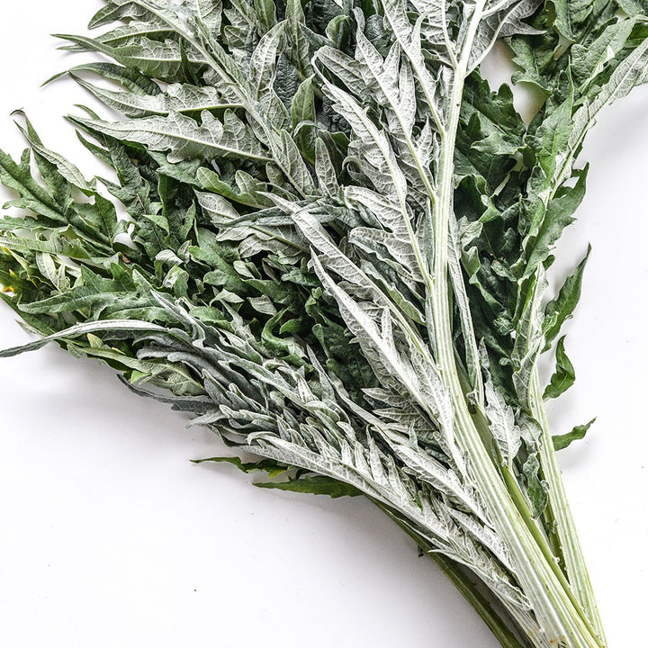 Gobbo Di Nizzia Cardoon on a white background.