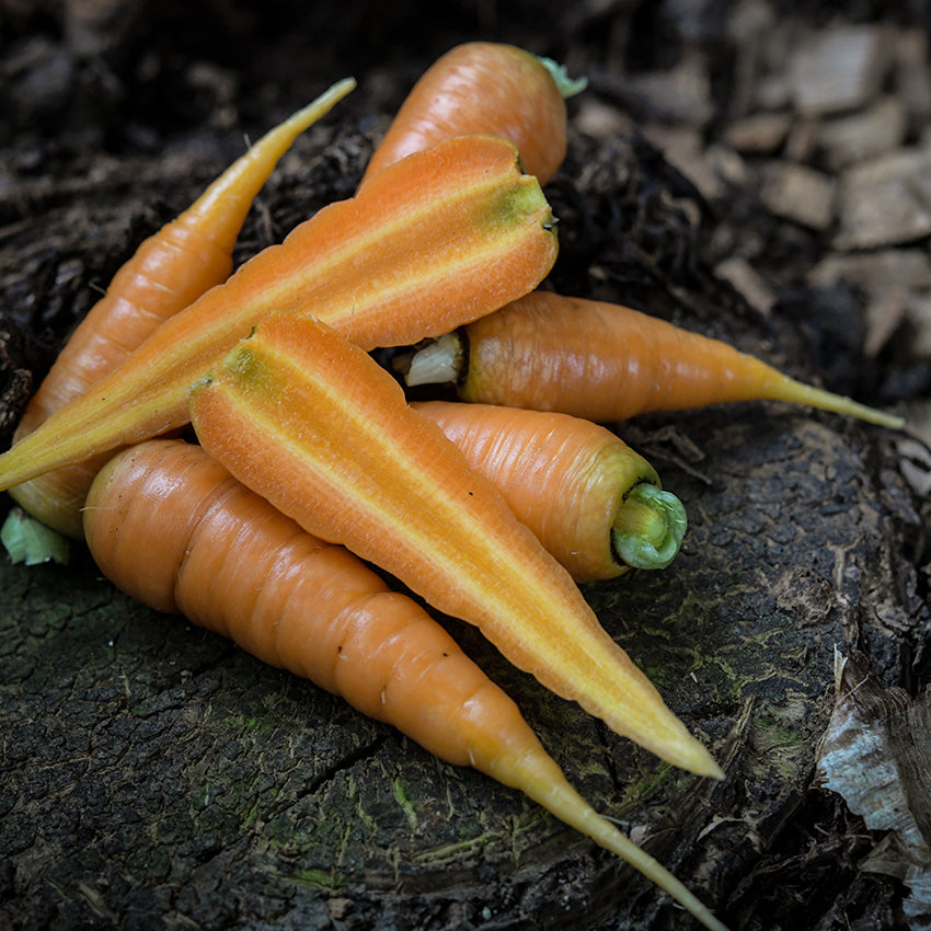 Danvers 126 Half Long Carrots arranged on a stump.