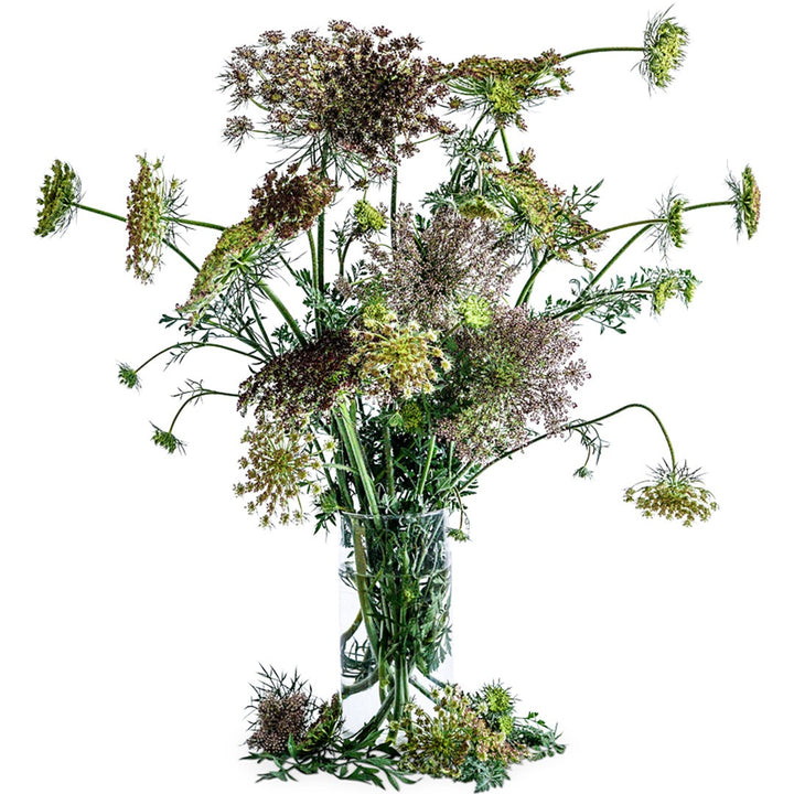 Bouquet of Dara Flowering Carrot in a glass vase on a white background.