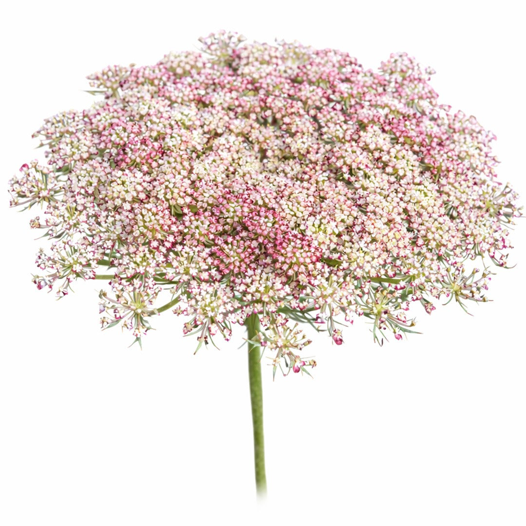 Dara Flowering carrot blooms on a white background.
