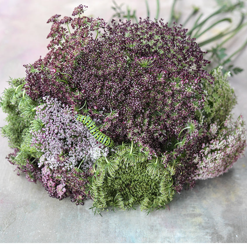 Carrot Seeds, Dara Flowering