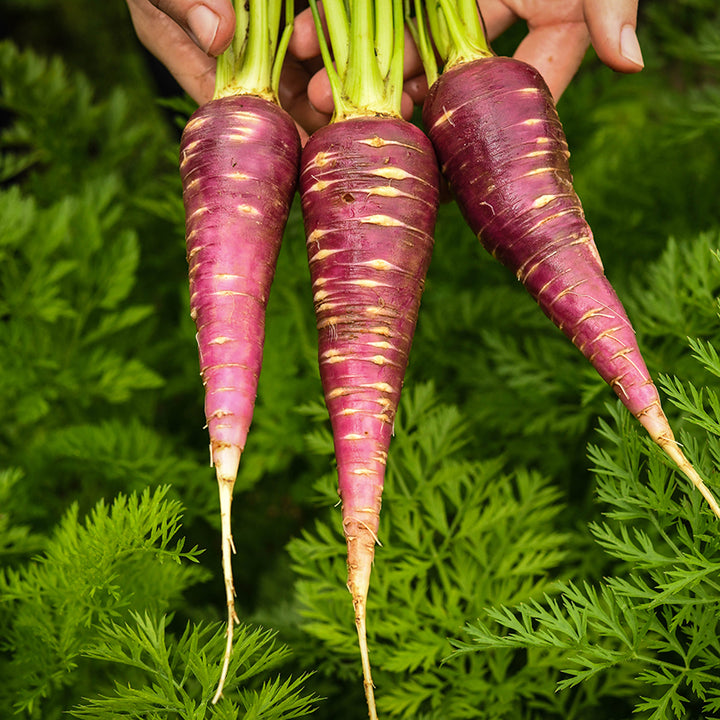 A gardener holding Gniff Carrots fresh from garden.