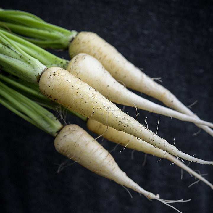 Kuttiger Carrots on black background