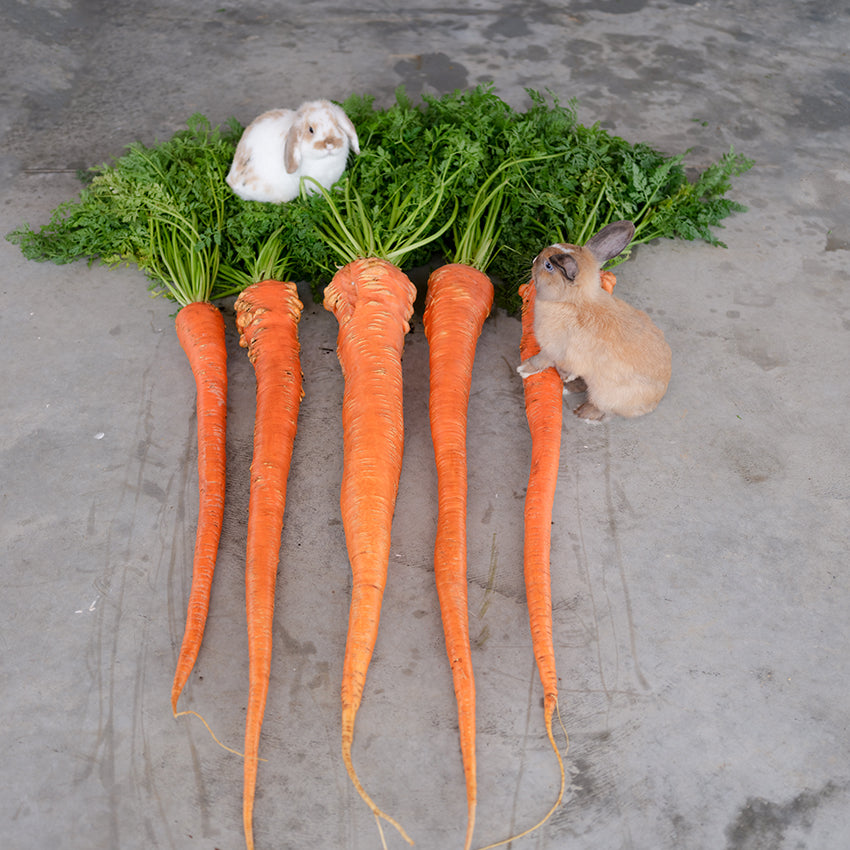 Manpukuji Carrots with bunnies