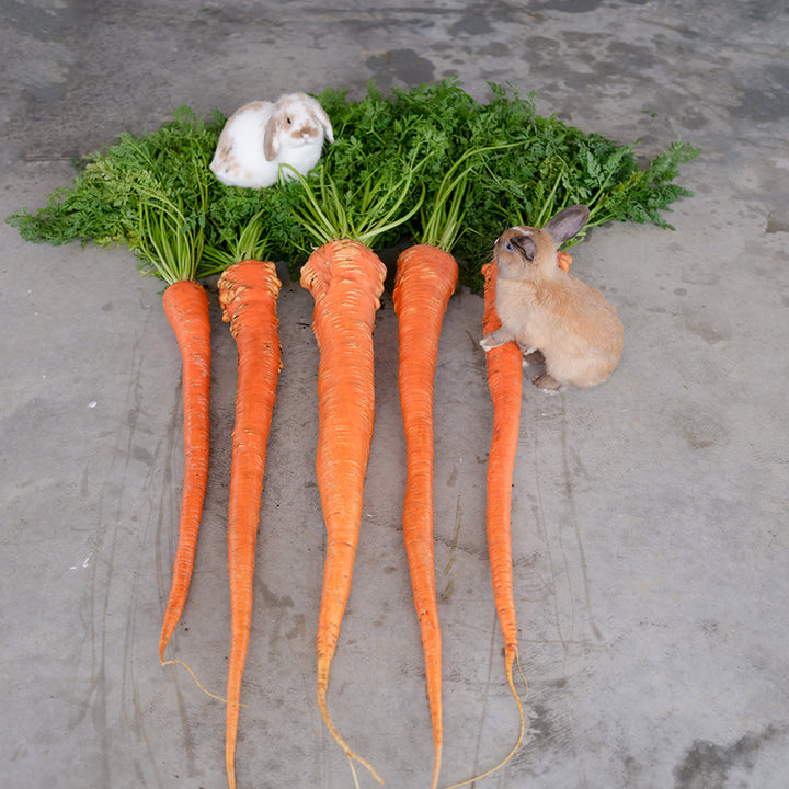 Manpukuji Carrots with bunnies