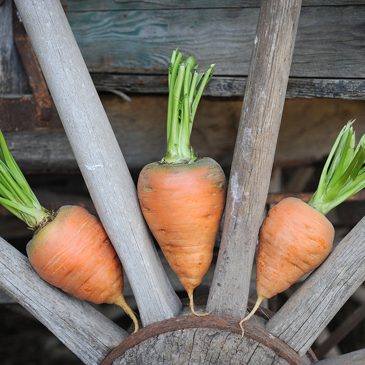 Oxheart Carrots in wagon wheel spokes.