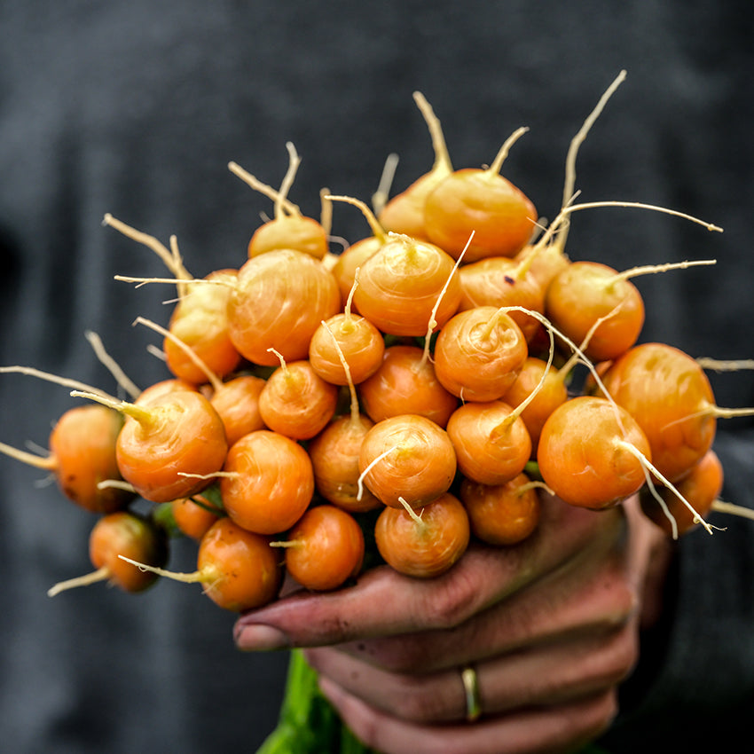 Large bunch Parisienne Carrots