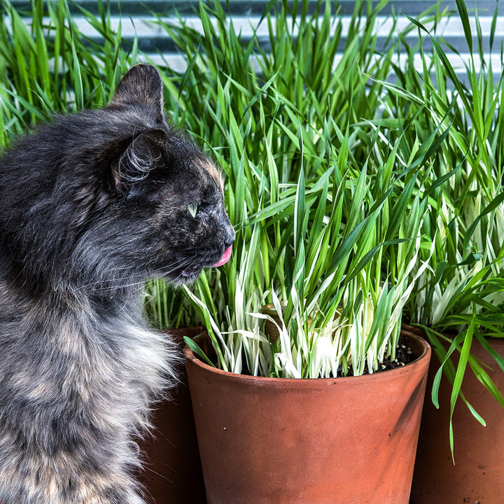 A fluffy cat licks his lips by the Variegated Cat Grass Barley.