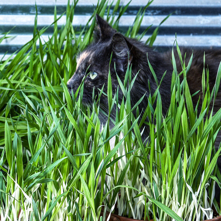 A fluffy cat surrounded by Variegated Cat Grass Barley.