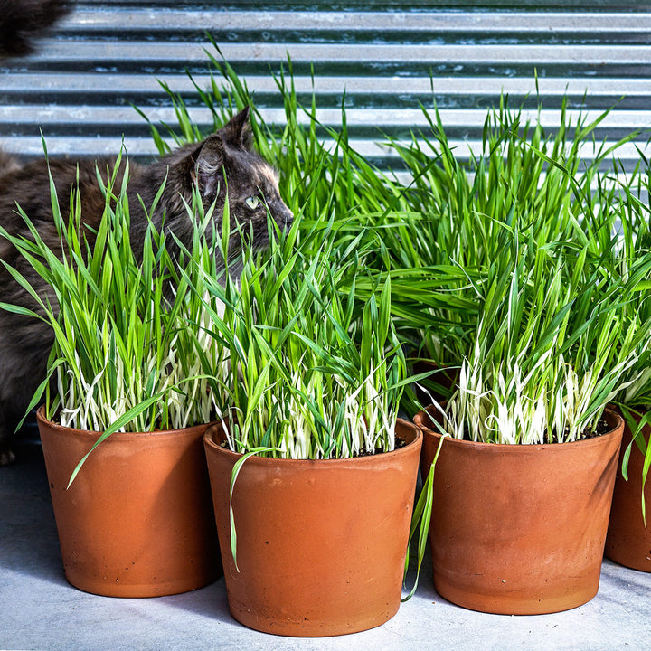 Fluffy the cat gets lost within a forest of potted Variegated Cat Grass Barley.
