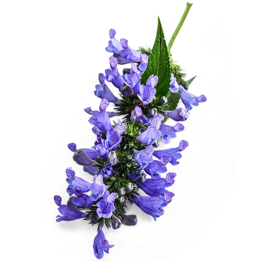 Dark Blue Panther Catmint on a white background.