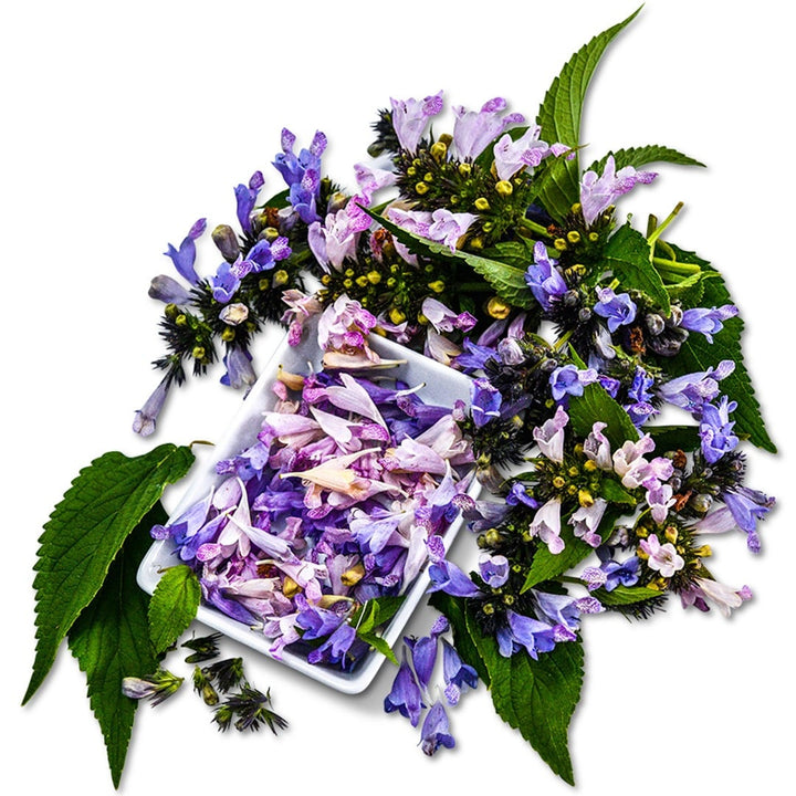 Grandview Catmint on a white background.